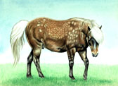 Pony, Equine Art - Trigger Turning